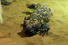Gdański Ogród Zoologiczny 